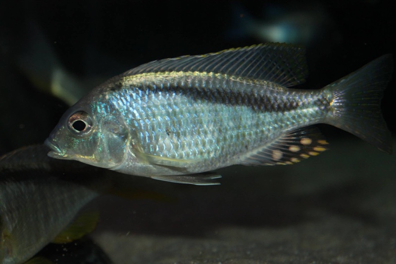 Mylochromis anaphyrmus 'Chitseko Reef'